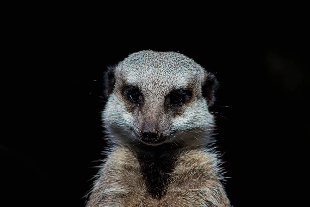 Free Animal Meerkat photo and picture