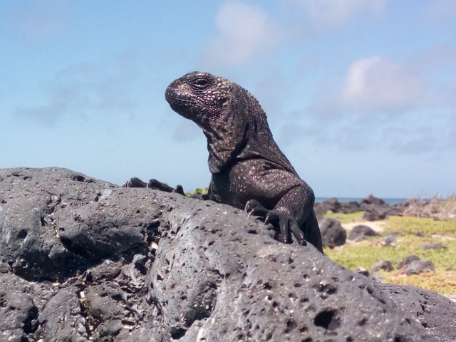Free Iguana Galápagos photo and picture
