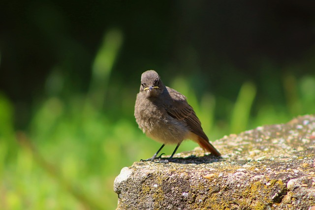 Free Bird Animal photo and picture