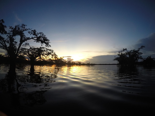 Free Sunset Tree photo and picture