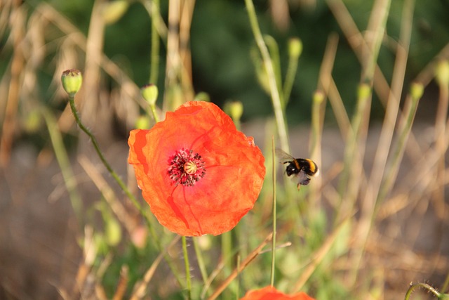 Free Poppy Hummel photo and picture