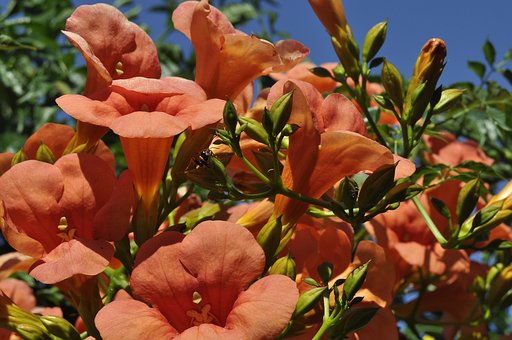 Free Flora Flower Wallpaper photo and picture