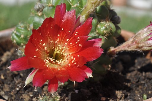Free Flower Cactus photo and picture