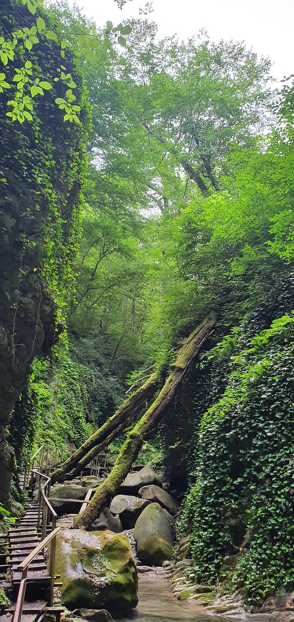 Gorge Tree Stone - Free photo on Pixabay - Pixabay