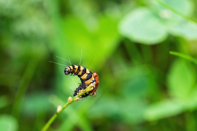 Free Bugs Flower Wallpaper photo and picture