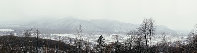 Free Fog Forest photo and picture