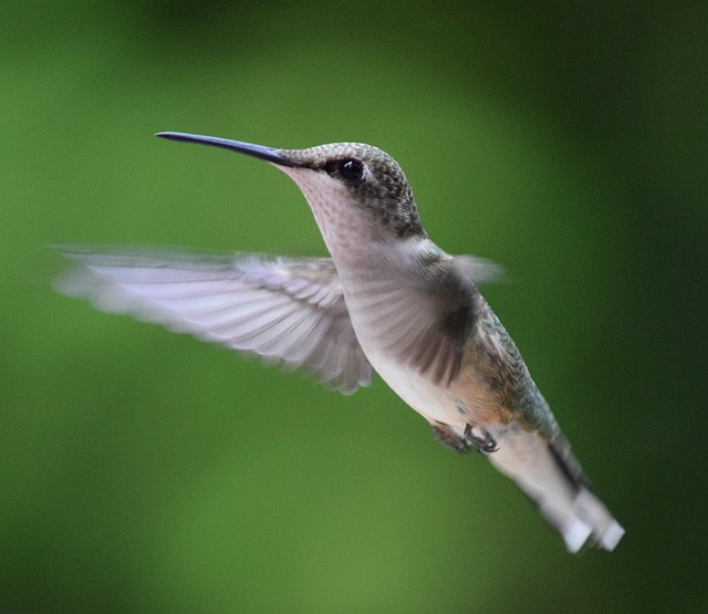 Hummingbird Hover Bird Free Photo On Pixabay Pixabay