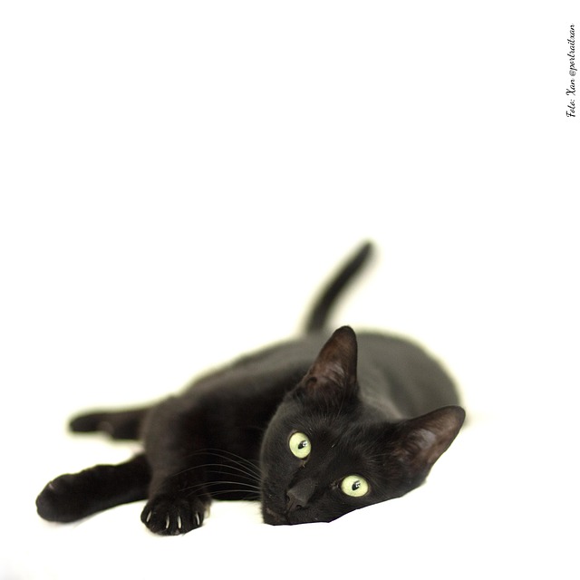 Free Black Cat Cat photo and picture