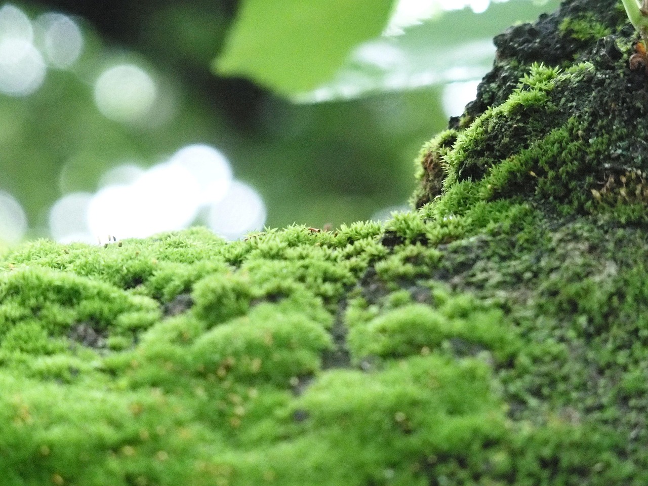 Vert Mousse Japon - Photo gratuite sur Pixabay - Pixabay