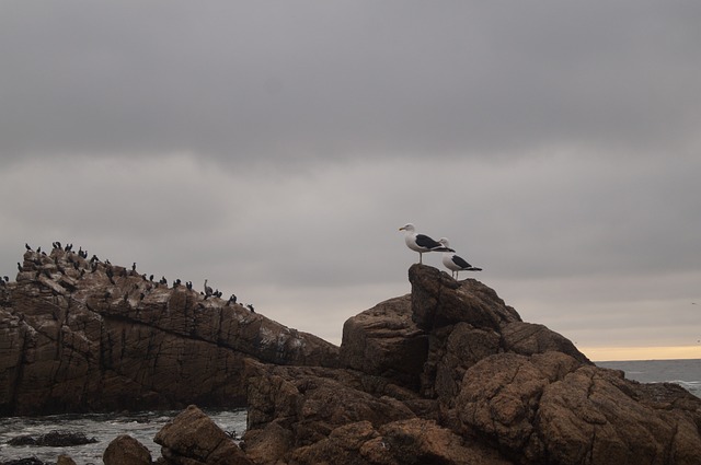 Free Ocean Nature photo and picture