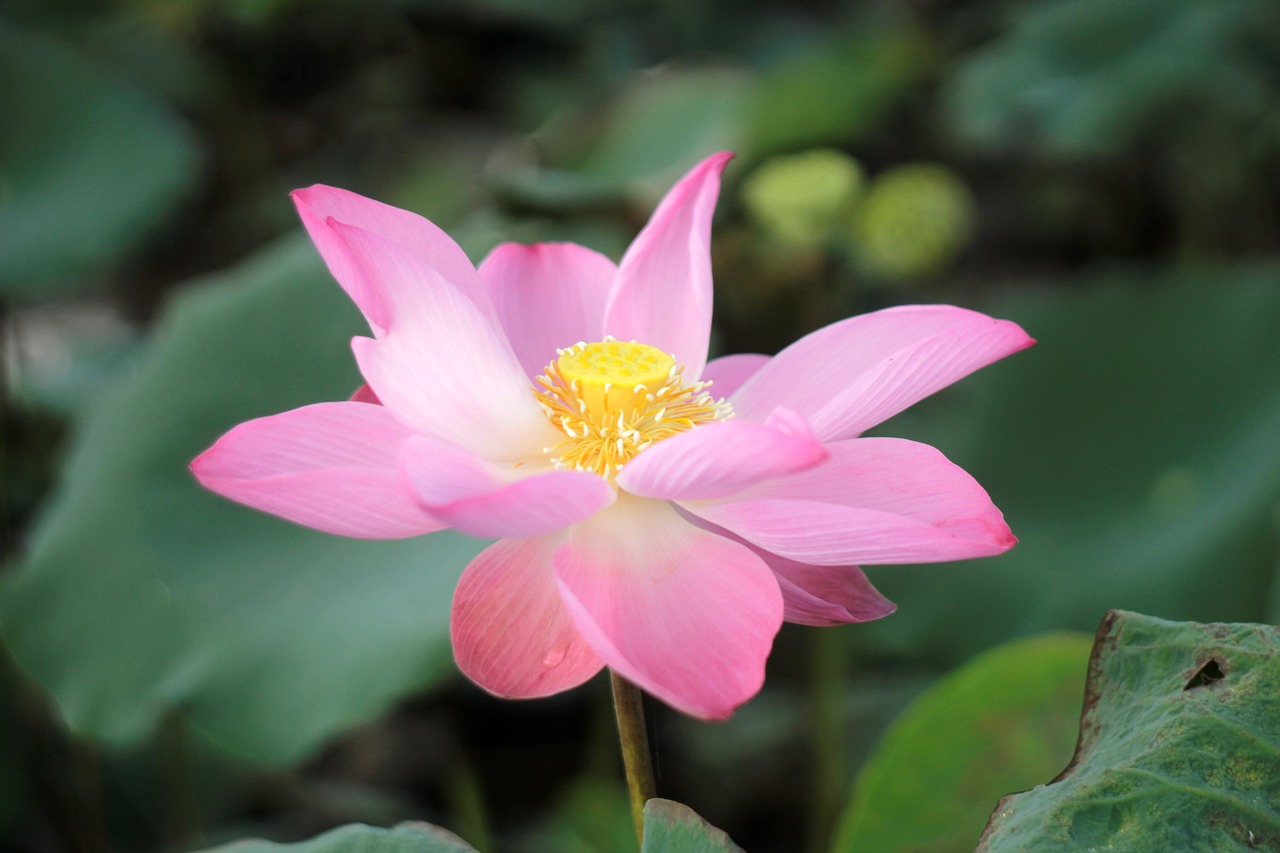 Tree - free online jigsaw puzzle photo