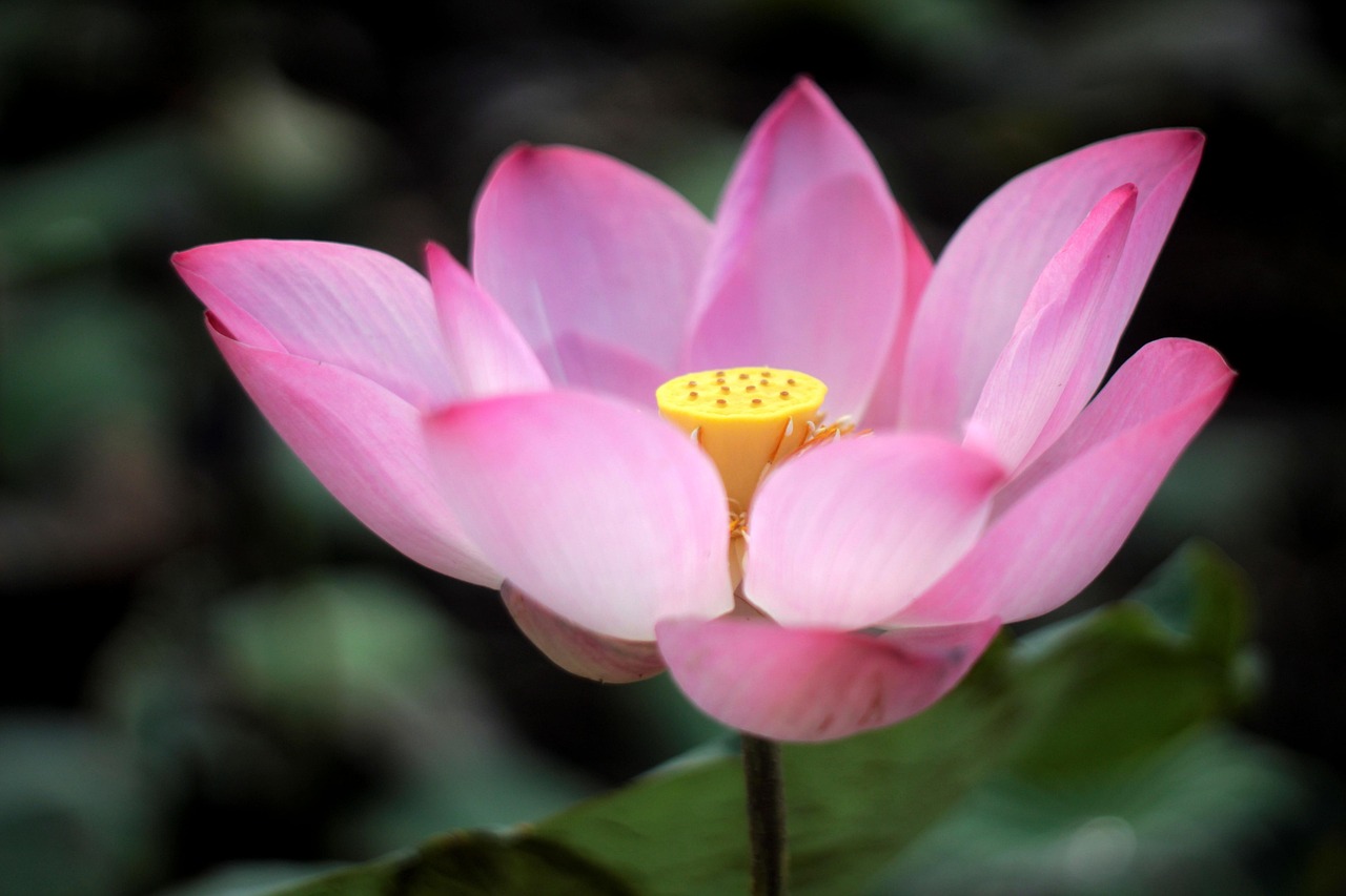 Tree - free online jigsaw puzzle photo