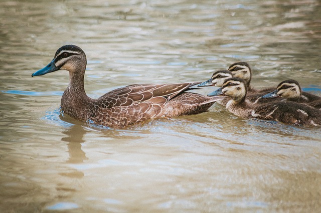 Free Duck Bird photo and picture