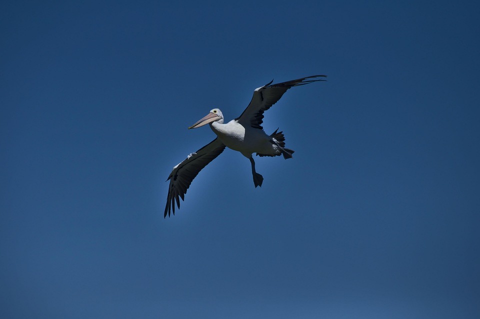 Pelican Landing Free photo on Pixabay Pixabay
