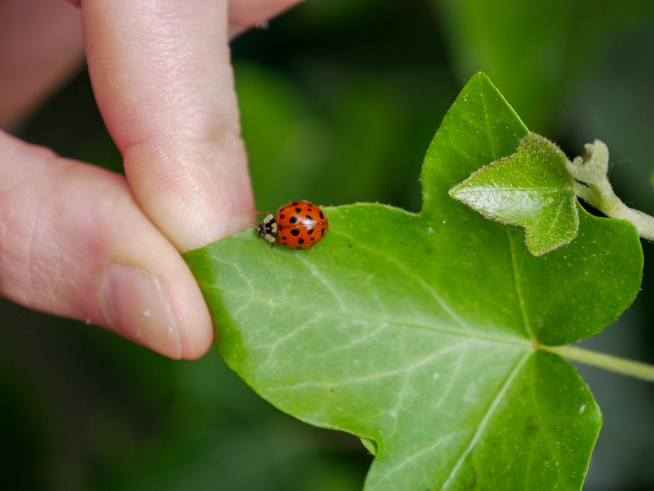 Ladybird Green Leaf Free Photo On Pixabay Pixabay