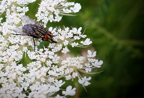 Free Insect Wing photo and picture
