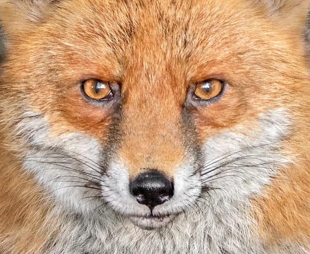 Ræv, Rød, Dog Fox, Han, Dyr, Natur
