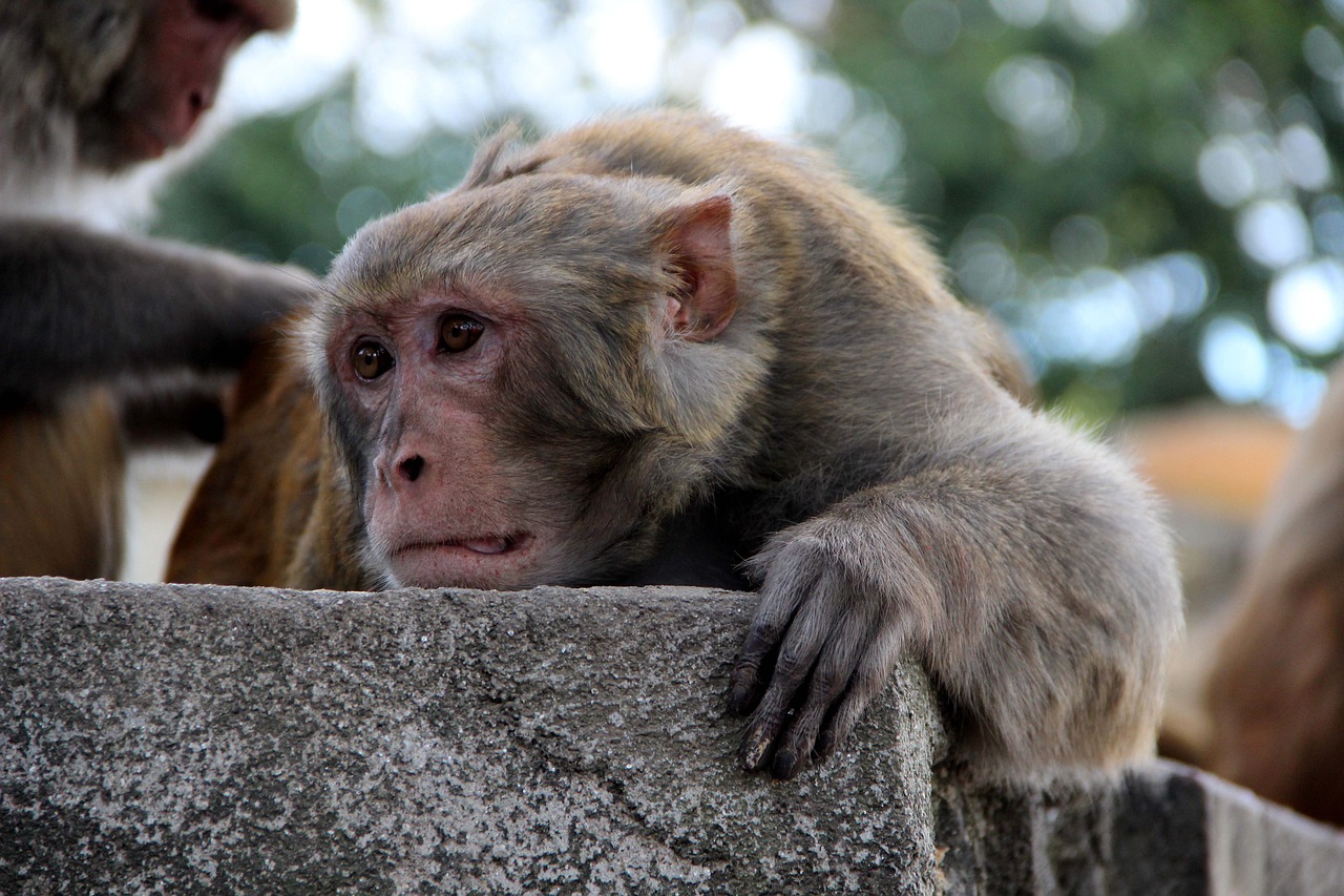 https://cdn.pixabay.com/photo/2020/07/17/13/55/animal-5414181_1280.jpg