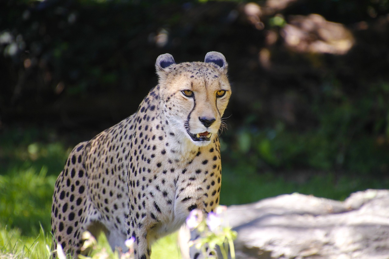 Cheetah Predator Animal Free photo on Pixabay Pixabay