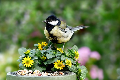 Free Bird Flower Background photo and picture