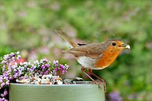 Free Bird Flower Wallpaper photo and picture