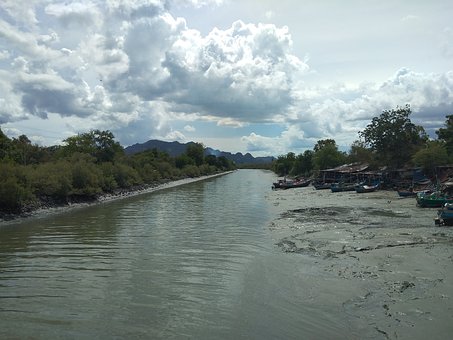 Free River Mangrove Forest photo and picture