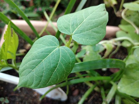 Free Cost Red Beans Red Bean Tree photo and picture