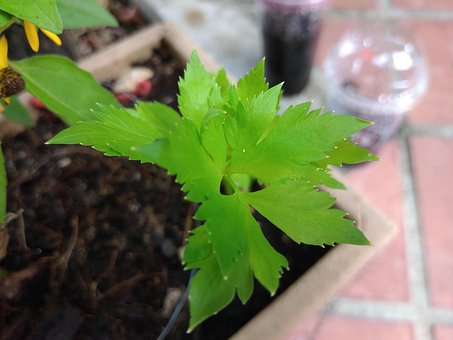 Free Celery Vegetable photo and picture