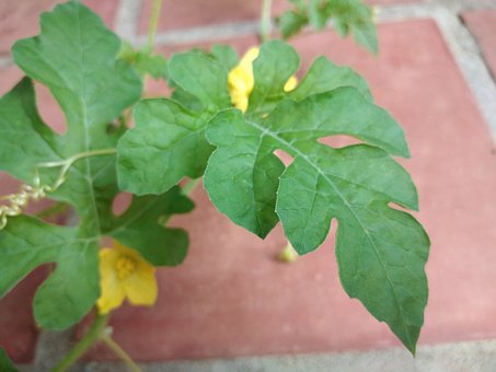 Free Watermelon Leaves Leaf photo and picture