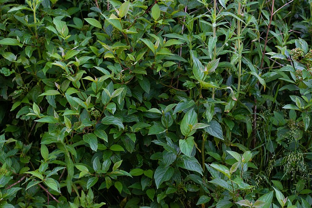 Free Bush Plant photo and picture