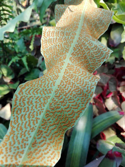 Free Fern Leaf photo and picture
