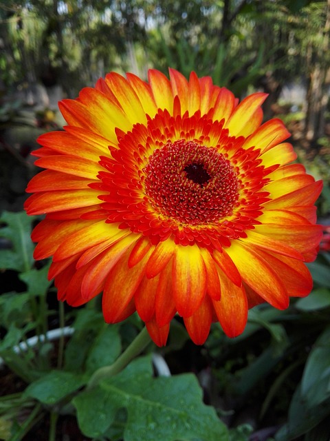 Free Flower Red Yellow Flowers photo and picture