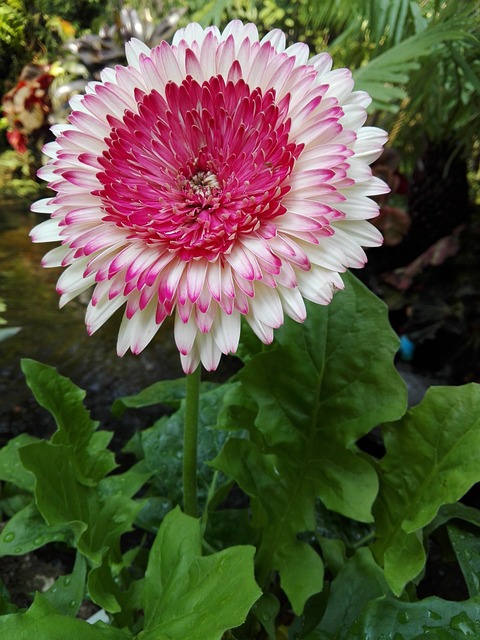 Free Flower Purple Flowers photo and picture