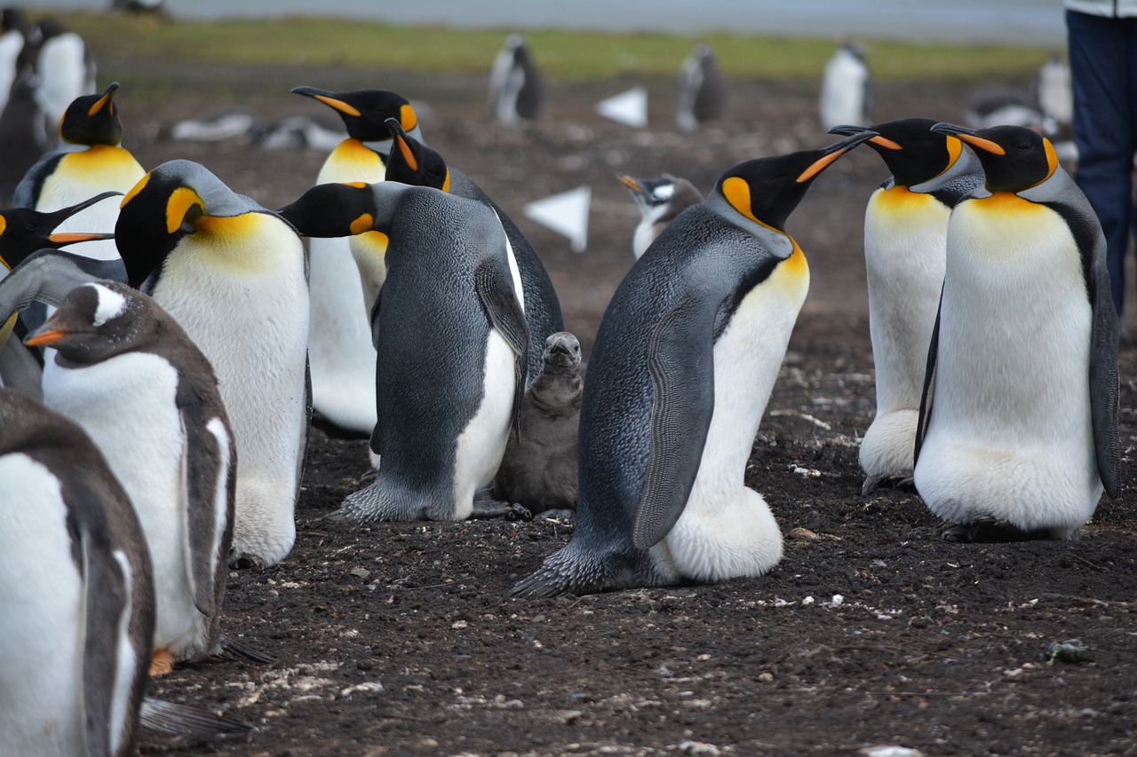400,000+ Free Penguin Background & Penguin Images - Pixabay
