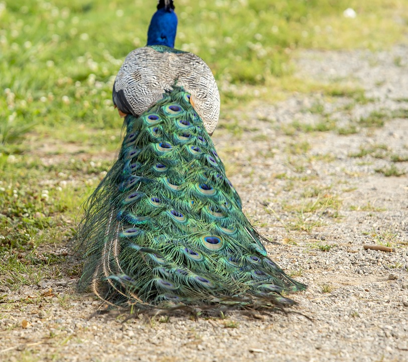 Peacock Feathers Plumage - Free photo on Pixabay - Pixabay