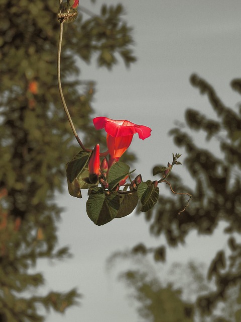 Blume, Garten, Natur, Pflanze, Blüte