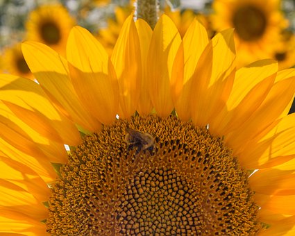 Girasol, Flor, Amarillo, Abeja, Insecto