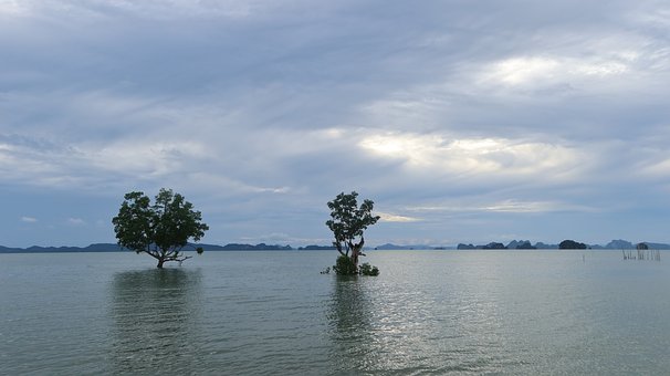Meer, Bäume, Flut, Klimawandel