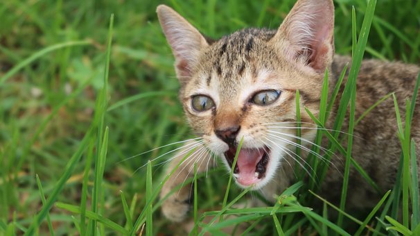 Katze, Kätzchen, Gras, Katzenartig