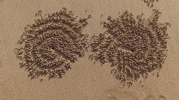 Sandkrabbe, Strand, Sand, Krabbe