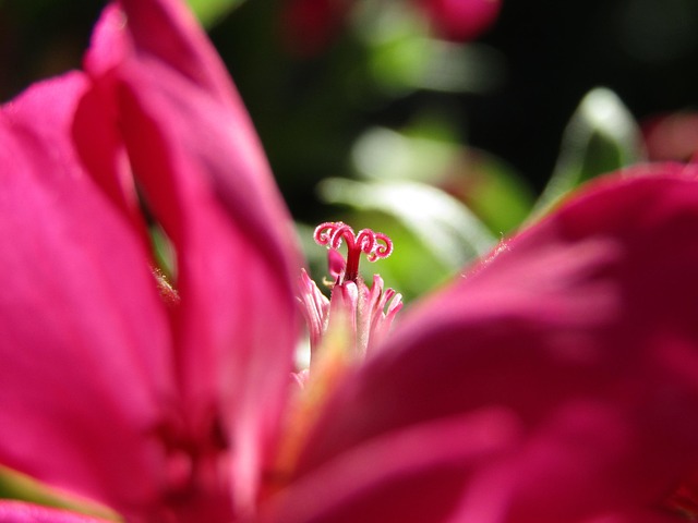 Free Flower Stigma photo and picture
