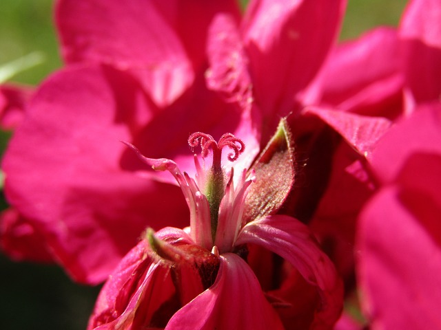 Free Flower Stigma photo and picture