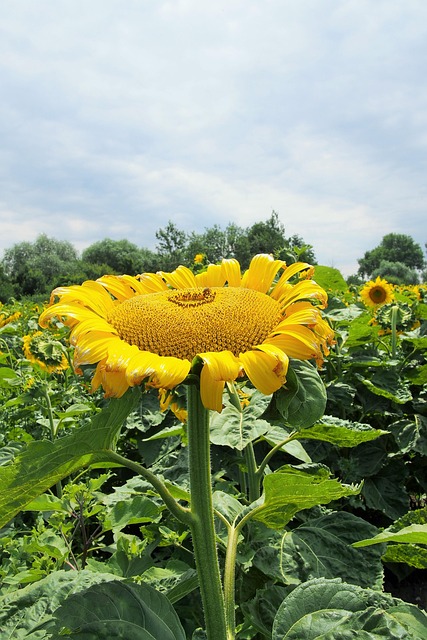 Free Sunflower Flower photo and picture