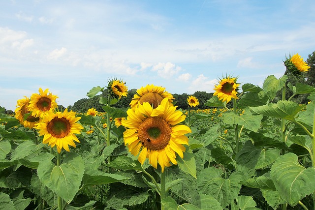 Free Sun Flower photo and picture
