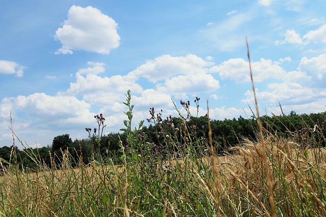 Free Meadow Field photo and picture