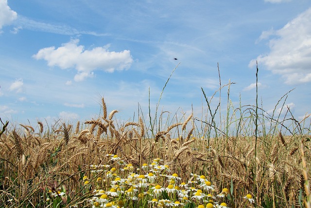 Free Field Meadow photo and picture