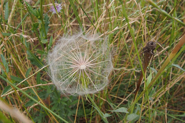 Free Dandelion Flower photo and picture