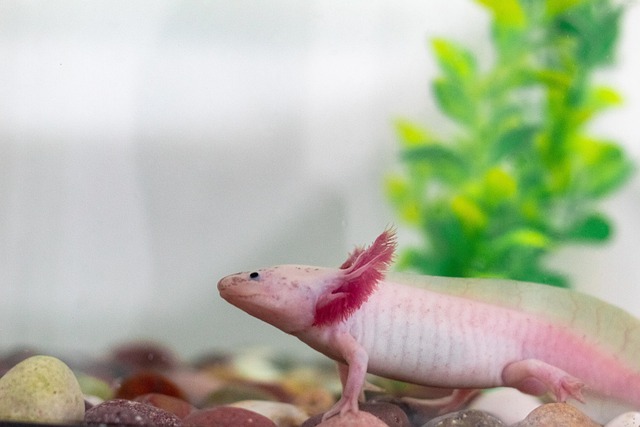 Peixe, Animais Selvagens, Natureza