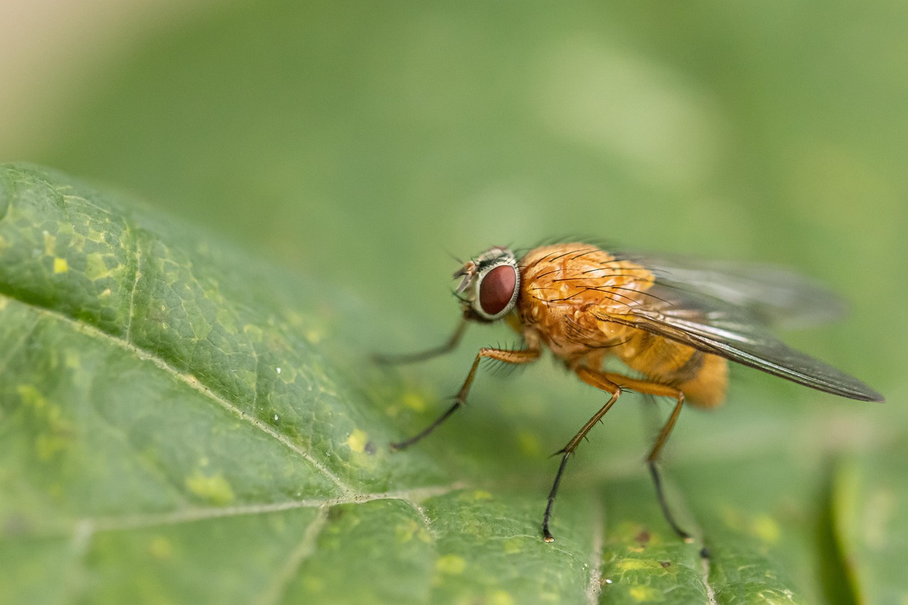Macro Fly Insect Macro Fly Close Up - Free photo on Pixabay - Pixabay