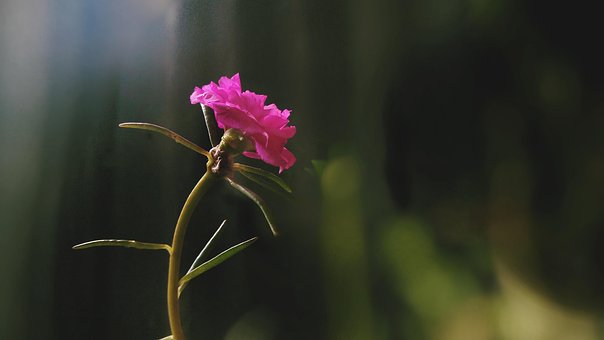 Free Flowers Ornamental Plants photo and picture